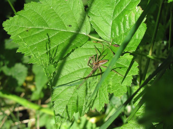 Pisaura sp. - Sostegno (BI)